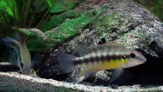 Wallaceochromis humilis [upl. by Nairolf]