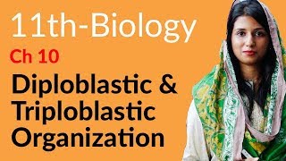 11th Class Biology Ch 10  Diploblastic amp Triploblastic Organisation  FSc Part 1 Biology [upl. by Burtis114]