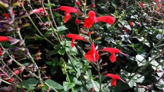 Salvia Coccinea  Scarlet Sage  Tropical Sage HD 01 [upl. by Janeta928]