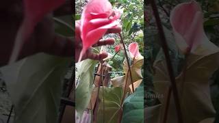 anthurium anthuriumplantcare planting garden subscribe shortvideos [upl. by Grous641]