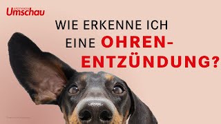 Ohrentzündungen beim Hund  Tiergesundheit [upl. by Fullerton783]