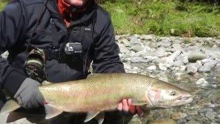 Deep Creek Lodge Skeena Steelhead fishing [upl. by Ardnuhsed722]