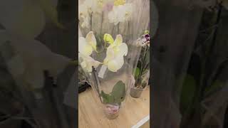 РигаОрхидеи Стандарты Приятная цена Супермаркет Riga Orchids Standards Nice price [upl. by Ahseinaj]