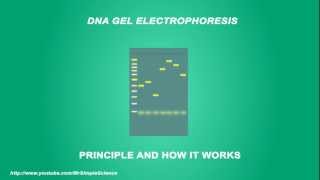 DNA Gel electrophoresis  Simple Animated Tutorial [upl. by Lyndel]