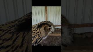 2 Eulen fressen mir die Haare vom Kopf 😱🦉 uhu eule falknerei zoo [upl. by Gauthier]