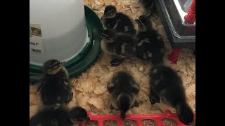 We raised baby mallard ducks [upl. by Aixela]