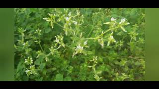 WeedCerastium glomeratum Sticky mouseear chickweed [upl. by Eelrebma]