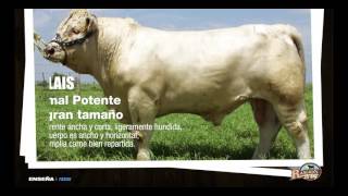 Ranchos de Hoy Te Enseña Sobre la Raza Charolais [upl. by Chancellor]