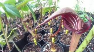 Arisaema speciosum var Magnificum at Big Plant Nursery in West Sussex UK [upl. by Eyt]