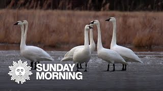 Nature Trumpeter swans in New York [upl. by Graaf738]