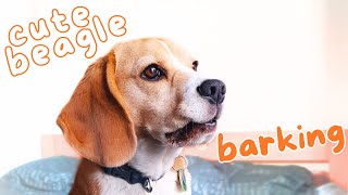 Cute Beagle Barking [upl. by Dion]