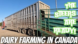 Shipping Steers Fixing Gate Combining Barley [upl. by Eylsel]