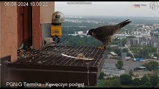 PGNiG Termika Kawęczyn PL  Moniuszko 9 EH after feeding He is on landing long  2024 08 06 09 59 [upl. by Tiertza]