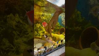 Singi fish badi hogai singifish petfish aquarium petfishlover petsman fishing [upl. by Lynnworth]