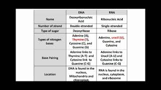 Difference between DNA and RNA [upl. by Scotty]