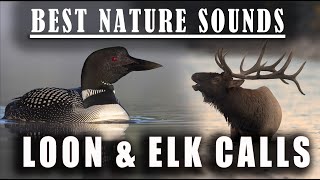 The Best Sounds You Will Ever Hear in Nature  Loon Calls and Elk Bugling [upl. by Dewie801]