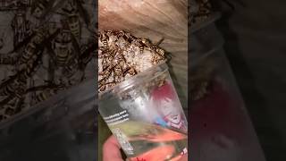 Wasp Nest Removal [upl. by Abelard352]