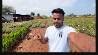 Visiting Biggest Rose Nursery In Pune  Rose  Nature Wala Garden [upl. by Valeria]