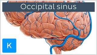 Occipital Sinus sinus occipitalis  Human Anatomy  Kenhub [upl. by Mona726]