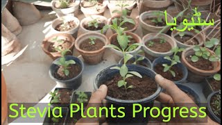 Stevia Growing Updates Karachi stevia [upl. by Nahtannhoj]