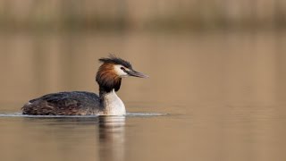 Podiceps cristatus or great crested grebe oder Haubentaucher [upl. by Rivkah17]