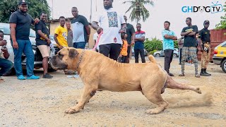 Big Boerboel charges after seeing another Big Boerboel at Dog Show [upl. by Bussy469]