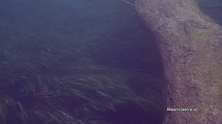 Biotope of Rainbowfish in Vogelkop West Papua  Behos River [upl. by Roz614]