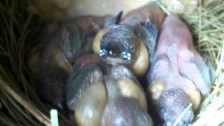 13 day old Gouldian Finch baby birds in nest opening eyes and yawning [upl. by Berlyn641]