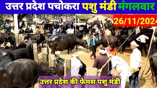 पचोखरा पशु मंडी  26 नवम्बर 2024  Pachokhara Pashu mandi  उत्तर प्रदेश पचोकरा पशु मंडी  buffalo [upl. by Asikal]