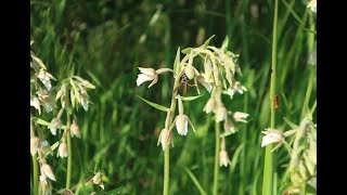 Дремлик болотный Epipactis palustris Опыление [upl. by Tingey]