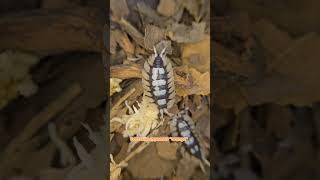 Porcellio expansus quotorangequot [upl. by Audwin809]