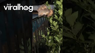 Ringtail Possum Mamma Shows Up on Porch With Her Joeys  ViralHog [upl. by Fontes]