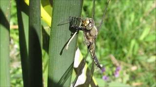 Damsel fly in distress dragonfly eating a damselfly [upl. by Nylatsirk636]