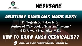 Ansa Cervicalis  Antomy Diagrams Made Easy  Dr Yogesh Sontakke  Medusane [upl. by Lehet531]