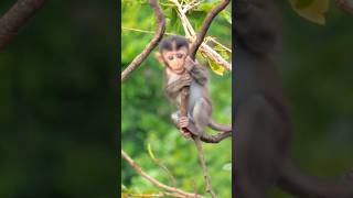 ADORABLE MACAQUES MONKEY SHOWCASING ITS SKILLS UP IN A TREE shorts [upl. by Aznarepse]