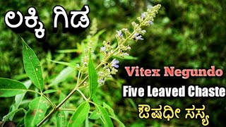 ಲಕ್ಕಿ ಗಿಡ Five Leaved Chaste Vitex Negundo [upl. by Par]