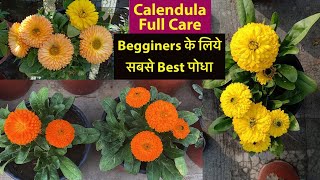 यह सिर्फ़ 1 पोधे से Butterflies गार्डेन में हर रोज़ आयेंगे  Calendula From Seeds And Care Tips [upl. by Akcire529]