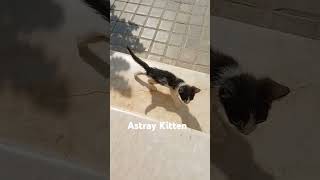 Astray kitten shortvideo viralshorts cat catlover [upl. by Piselli125]