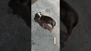 🐶“English or Spanish” pets cute animals dog puppy animal squish funny funnydogs [upl. by Eednahs]