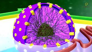 Practicallys Concepts  Nucleus Nuclear Envelope Nucleoplasm amp Nucleoli  LearnPractically [upl. by Rodrique]