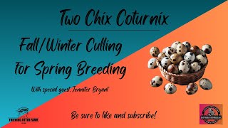 Episode 3 Nov 6 2024 FallWinter Culling for Spring breeding [upl. by Yrdnal]