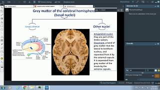 Basal nuclei and white matter of the cerebral hemisphere [upl. by Leckie]