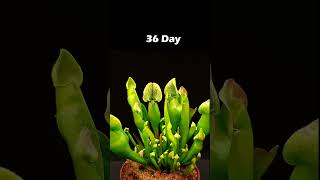 Carnivorous plants  Time lapse [upl. by Neeuq]