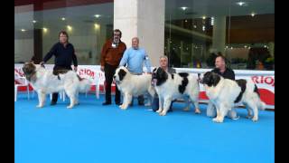 Exposición Canina Talavera 2013 Mastín Pirineo [upl. by Zeugirdor]