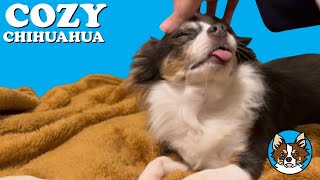 Adorable LongHaired Chihuahua Enjoying Head Scritches [upl. by Yendis]