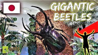 Finding Gigantic Beetles [upl. by Abrahan929]