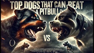 Top Dogs That Can Beat a Pitbull Strength vs Power [upl. by Tyika642]