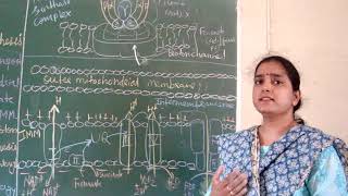 Oxidative Phosphorylation HindiChemiosmotic hypothesis [upl. by Chrissie459]