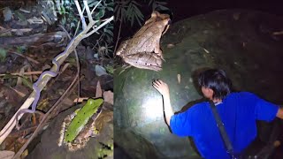 catching frog 🐸in rain forest river at night Im scared of snake 🐍 vlog2assamdimahasao youngLS [upl. by Annaitat460]