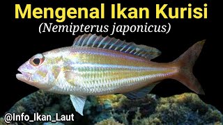 Info Ikan Laut Mengenal Ikan Kurisi Nemipterus Japonicus Sang Penghuni Dasar Laut  Episode 2 [upl. by Cutlor]